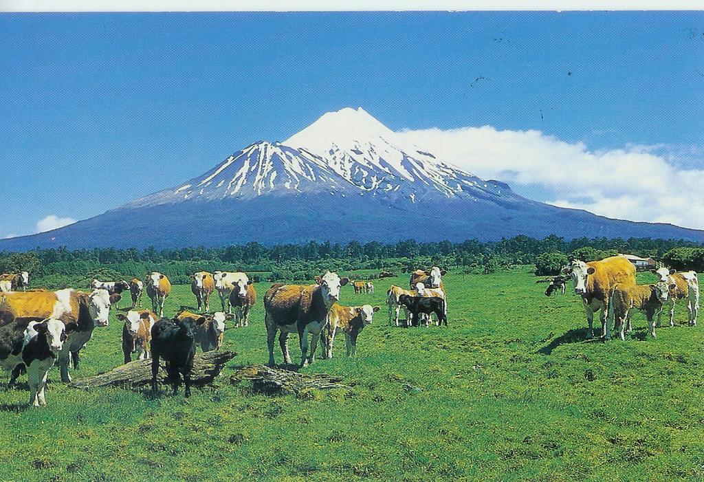 Wheatly Downs Farmstay And Backpackers Hawera Eksteriør bilde